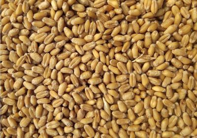 أوكرانيا: حصاد أكثر من 11 مليون طن من الحبوب