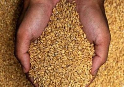 مع توقف إمدادات البحر الأسود.. القمح يرتفع 3.4% عالميا