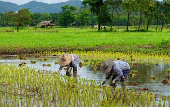 فيتش تحذر من ارتفاع أسعار الأرز بسبب الفيضانات في الصين