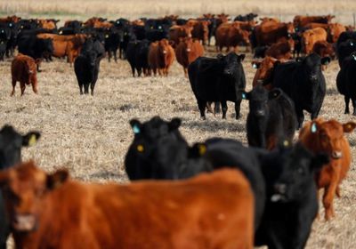 تعليق تصدير اللحوم في الأرجنتين لأسبوعين