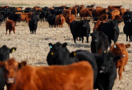 تعليق تصدير اللحوم في الأرجنتين لأسبوعين