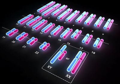 علماء يفكون لغز الكروموسوم المحدد لجنس المواليد