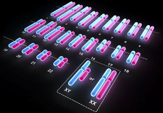 علماء يفكون لغز الكروموسوم المحدد لجنس المواليد