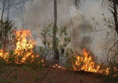 اندلاع حريق بغابات "البلدة" في  تونس