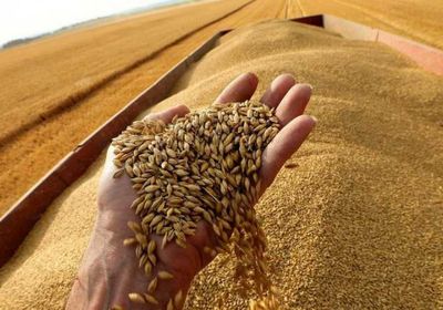 أوكرانيا تصدر 4.2 مليون طن حبوب بالموسم الحالي