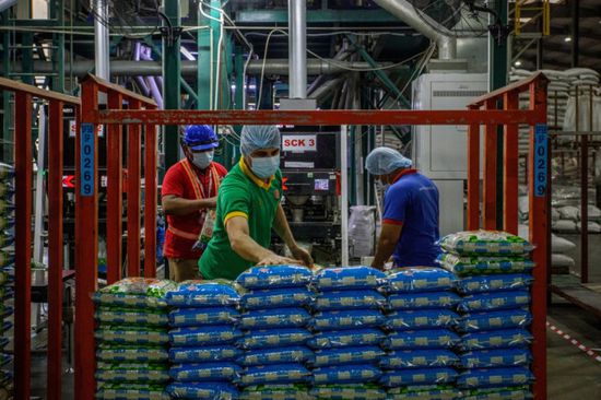 أسعار الأرز تتراجع في آسيا مع توجه ماليزيا لرفع إنتاجها