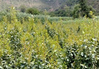 حظر دخول شجرة القات إلى سقطرى