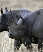 ازدياد أعداد حيوانات وحيد القرن في إفريقيا