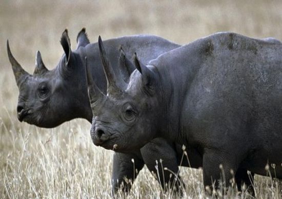 ازدياد أعداد حيوانات وحيد القرن في إفريقيا
