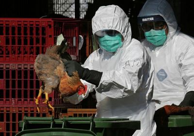 نفوق حوالى 400 أسد بحر وفقمة بإنفلونزا الطيور في أوروغواي