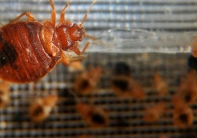 الجزائر تكشف حقيقة تفشي ظاهرة "بق الفراش" في البلاد