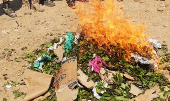 محظور بيعه بالأرخبيل.. إتلاف كمية من القات في سقطرى