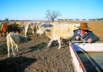 تآكل دخل المزارعين الأستراليين بسبب الجفاف