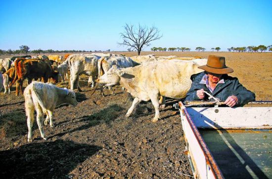 تآكل دخل المزارعين الأستراليين بسبب الجفاف