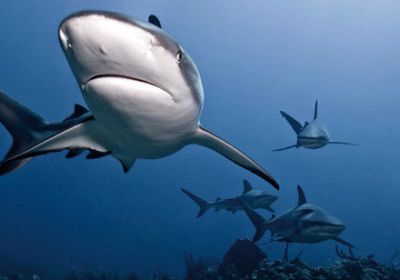 إضافة عائلتين من أسماك القرش إلى قائمة الأنواع المهددة