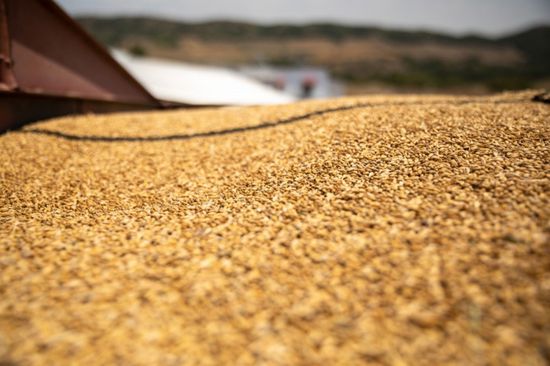 صادرات روسيا من الحبوب في 2023 قد تصل لـ60 مليون طن