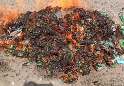 حزام لحج يتلف كمية مهربة من شمة الحوت