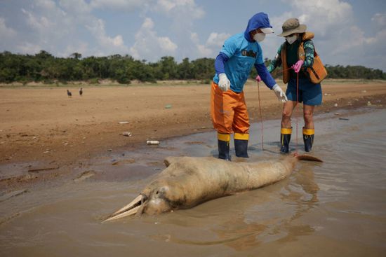 الجفاف في الأمازون يقضي على 10% من الدلافين في البرازيل