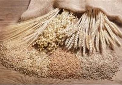 القمح ينخفض في البورصة الأمريكية رغم تحسن الطلب