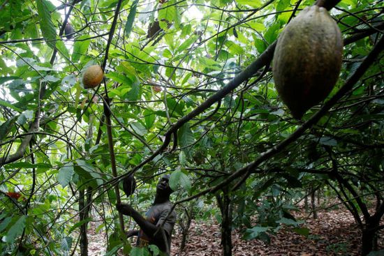 أسعار الكاكاو تصل إلى أعلى مستوى في 45 عامًا