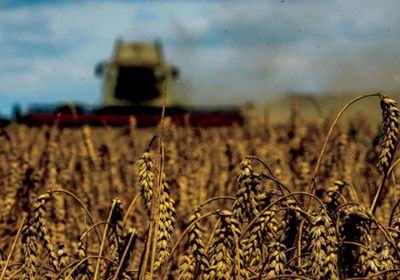 أسعار القمح تتراجع بأكبر وتيرة خلال نحو شهر