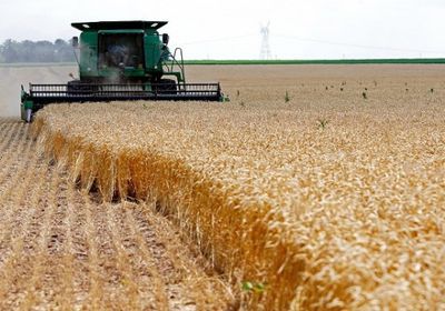 انخفاض أسعار القمح بسبب تحسن جودة المحصول الأمريكي