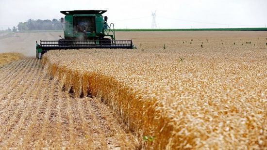 انخفاض أسعار القمح بسبب تحسن جودة المحصول الأمريكي