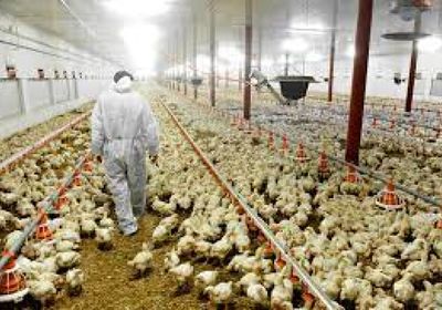 هولندا تعلن عن أول ظهور لإنفلونزا الطيور منذ أشهر