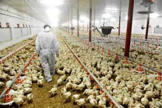 هولندا تعلن عن أول ظهور لإنفلونزا الطيور منذ أشهر
