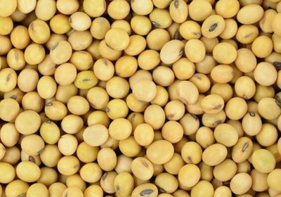 بصفقة ضخمة.. الصين تشتري 3 ملايين طن فول صويا أمريكي