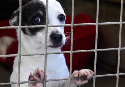 كوريا الجنوبية تعتزم حظر أكل لحم الكلاب