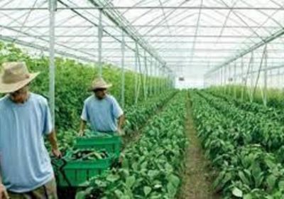 الصادرات الزراعية الكورية تتجاوز الـ10 مليارات دولار