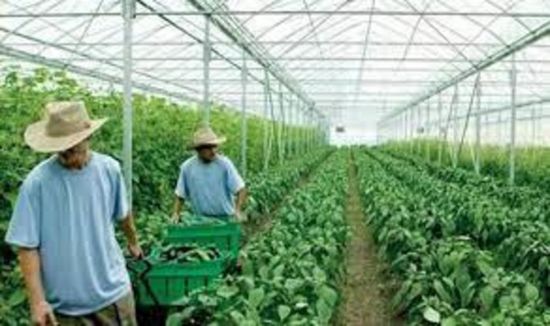 الصادرات الزراعية الكورية تتجاوز الـ10 مليارات دولار