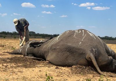 نفوق عشرات الأفيال في زيمبابوي