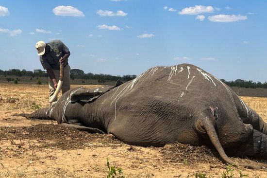 نفوق عشرات الأفيال في زيمبابوي