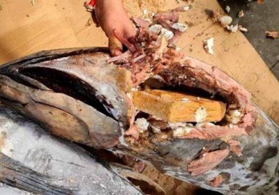الشرطة الإسبانية تضبط 7.5 طن كوكايين مخبأة في أسماك تونة