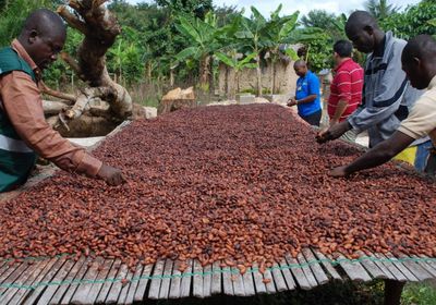 مزارع الكاكاو في غانا تواجه تهديدات جراء التعدين غير الشرعي