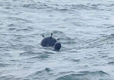 اتفاق بين تركيا وبلغاريا ورومانيا لنزع الألغام