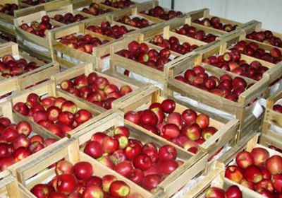 انخفاض واردات التفاح بمصر إلى 134 مليون دولار