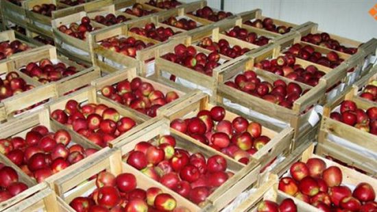 انخفاض واردات التفاح بمصر إلى 134 مليون دولار