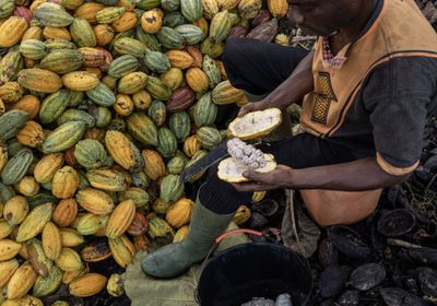 أسعار الكاكاو تصل لمستويات قياسية وتهدد برفع تكلفة الشوكولاتة