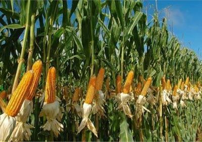 المغرب يسعى لمضاعفة إنتاجه من زيوت الطعام