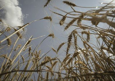 الاتحاد الأوروبي يستعد لتقييد الواردات الزراعية من روسيا