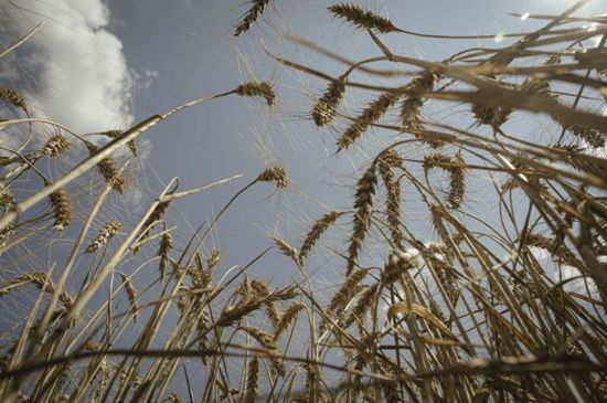 الاتحاد الأوروبي يستعد لتقييد الواردات الزراعية من روسيا