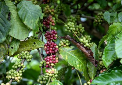 موجة الحر في فيتنام تهدد الإمدادات العالمية لقهوة الروبوستا