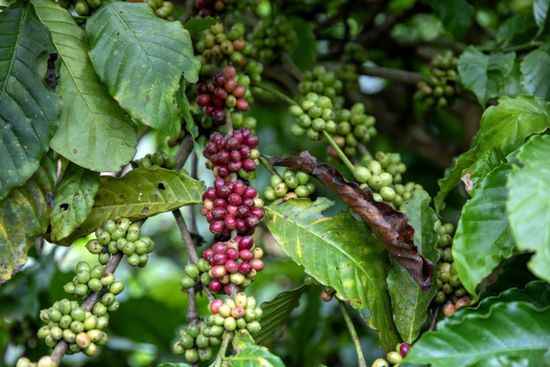 موجة الحر في فيتنام تهدد الإمدادات العالمية لقهوة الروبوستا