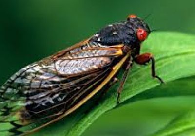 الولايات المتحدة تستعد لاستقبال "حشرات الزيز"