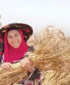 بذور مقاومة للجفاف تزرع الأمل في المغرب
