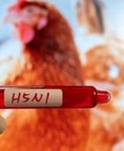 الزراعة الأمريكية: إمدادات اللحوم آمنة من إنفلونزا الطيور