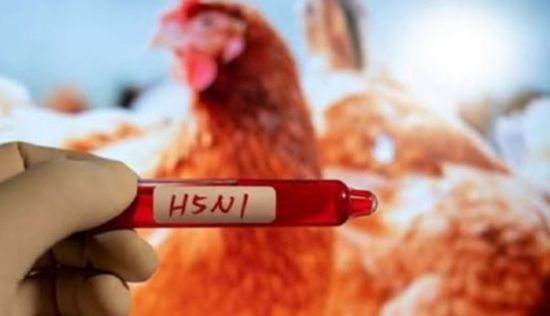 الزراعة الأمريكية: إمدادات اللحوم آمنة من إنفلونزا الطيور